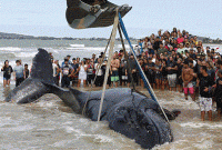  সৈকতে আটকে গেল দৈত্যাকার তিমি! অতঃপর যা হলো