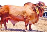 এক হিন্দু কসাই, পরিচয় গোপন করে কোরবানির গরু কাটলেন, তারপর…