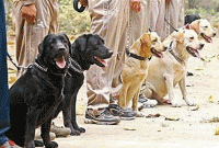 কলকাতা পুলিশে চাকরি পেলেন এরা