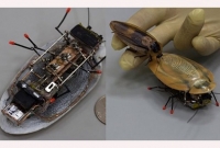  যুদ্ধে এবার ‘আরশোলা’কেই ব্যবহার করবে রাশিয়ান সেনারা