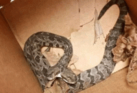 দেখা মিলল দু'মুখো সাপের! দেখলে চমকে যাবেন