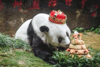 পান্ডাকে নিয়ে সোশ্যাল মিডিয়ায় ভাইরাল যে খবরটি