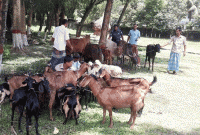 রোহিঙ্গাদের গরুর দাম দুই হাজার, ছাগল ৩০০ টাকা !