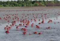 সুন্দরবনের পাশেই আরেক সুন্দরবন!