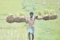 এমন ঘটনা শুনে হাসবেন আপনি,  কিন্তু কাঁদবে একজন কৃষক
