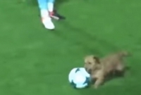 ম্যাচ চলাকালে কুকুরের কাণ্ড! হাসলেন খেলোয়াড়রা