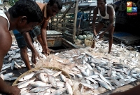 মাইকিং করে সস্তায় ইলিশ বিক্রি !