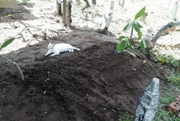 মালিকের কবর ছেড়ে যেতে চাইছে না বিড়াল!