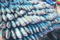 মেঘনায় ধরা পড়ছে ঝাঁকে ঝাঁকে রূপালি ইলিশ