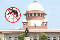 মশার বিচার চাইতে হাজির সুপ্রিম কোর্টে ! সমস্যার সমাধান দিলো শীর্ষ আদালত