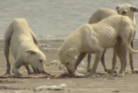 পাকিস্তানের যে দ্বীপে কেবল কুকুর থাকে