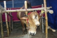 দুই মাথা, ৪ শিং ও তিন চোখের ‘রাজার’ দর্শন মূল্য ১০ টাকা!