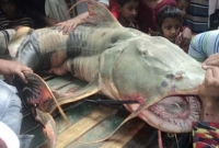 তিস্তা নদীর সেচ ক্যানেলে ধরা পড়েছে ৪৬ কেজি ওজনের বিশাল বাঘাইড়