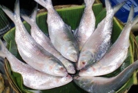 পলাশে ২২ দিন নিষিদ্ধ: আইন অমান্য করলে সর্বোচ্চ ২ বছরের কারাদন্ড  