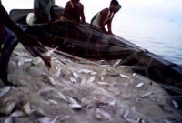 হঠাৎ করে ইলিশের ঢল, ঝাঁকে ঝাঁকে ধরা পড়েছে ইলিশ