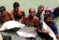 মাছ চাষে বছরে ১২ লাখ টাকা লাভ করেন শিক্ষক আব্দুর রহিম