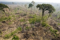  বন থেকে এখন অক্সিজেনের চেয়ে কার্বনই বেশি নিঃসৃত হচ্ছে!