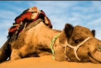 যে কারণে মহানবী (সা.) কে দেখে একটি উট ফুঁপিয়ে কেঁদেছিলো