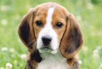 পোষা প্রাণী কি শ্বাসযন্ত্রের জন্য খারাপ?