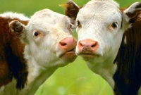 ভারতে গরুর বাছুর মেরে দাঙ্গার চেষ্টা