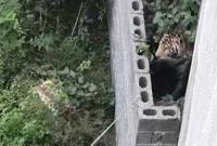 খাঁচা থেকে বেরিয়ে গেলো বাঘ, প্রাণ বাঁচাতে গ্রামজুড়ে আতঙ্ক!