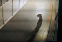 মারুতি-সুজুকির কারখানায় চিতা, অতঃপর...