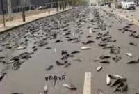  ঝড়-ঝাপটা কিছু নেই, হঠাৎ আকাশ থেকে অঝোরে পড়ছে মাছ! তাজ্জব এলাকাবাসী