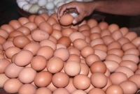 মাত্র ১২ টাকায় ১ হালি ডিম কিনতে পারবেন রাজধানীবাসী!