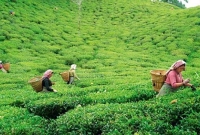 সিলেটের চা শিল্পে নতুন সম্ভাবনার দুয়ার খুলছে