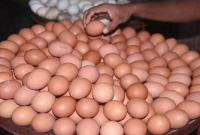 আজ ঢাকায় প্রতি হালি ডিমের দাম ১২ টাকা!