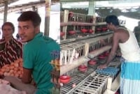 ডিমের দামে লোকসানে নওগাঁর খামারিরা