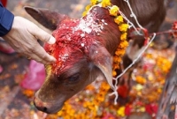 বিজেপি নেতার ‘নির্দেশে’ মুসলিম পরিবার থেকে ৫১টি গরু ছিনিয়ে নিল পুলিশ