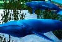 শ্রীপুরে ষষ্ঠ শ্রেণির ছাত্রের হাতে ‘ব্লু হোয়েল’ আঁকা, সন্ধান দিল সহপাঠীরা