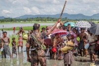 রাখাইনে ক্ষেতের পাকা ধান কাটতে পারছে না রোহিঙ্গারা, গরু নজরানা দিতে হয়