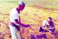 কৃষক মকবুলের আবিষ্কার এক ধানে দুই চাল!