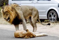 রাস্তা বন্ধ করে দাঁড়াল সিংহ, এরপর...