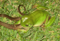 সাপ খায় ব্যাঙ, কিন্তু এবার ব্যাঙে খেল সাপ