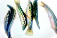 আবার মিলবে গুতুম মাছ