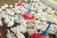 এটা পড়ুন, জীবনে আর ব্রয়লার মুরগি খাওয়ার সাহস করবেন না