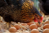 ডিম আগে না মুরগি, অবশেষে জানা গেল এর বৈজ্ঞানিক উত্তর!