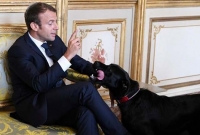 প্রেসিডেন্টের বৈঠকে হঠাৎ কুকুরের অদ্ভূত কাণ্ড, উপস্থিত সকলেই লজ্জায়..