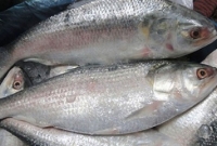 খুডা জালে ৮০ কেজি ইলিশ!