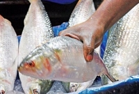 এবার ৪০ হাজার কোটি পোনা ছেড়েছে মা ইলিশ
