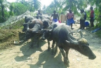 সীতাকুণ্ডে পড়ে আছে মালিকহীন অর্ধশতাধিক মহিষ