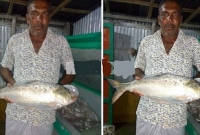 মেঘনায় পাওয়া তিন কেজি ওজনের ইলিশ বিক্রি হল দশ হাজার টাকায়