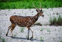 হরিণ শিকারে সাবেক আ’লীগ এমপি, দেহরক্ষী গুলিবিদ্ধ