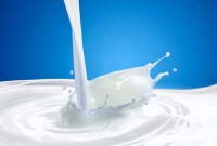 এ কেমন ডাকাতি? অস্ত্রের ভয় দেখিয়ে দুধ ছিনতাই!