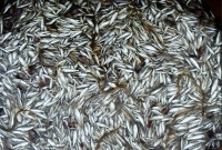 ১ নভেম্বর থেকে ৩০ জুন জাটকা ধরা নিষিদ্ধ, অমান্য করলে সর্বোচ্চ ২ বৎসরের কারাদণ্ড