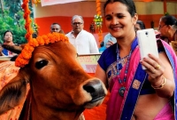 গরুর সঙ্গে সেলফি তুলে পোস্ট করলেই মিলবে পুরস্কার!