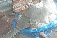 বঙ্গোপসাগরে জেলেদের জালে ধরা পড়লো ২০ মণ ওজনের করাতি মাছ